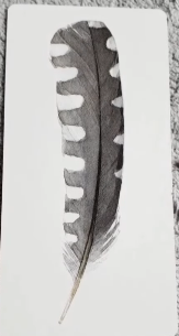 Divine Feather Messenger